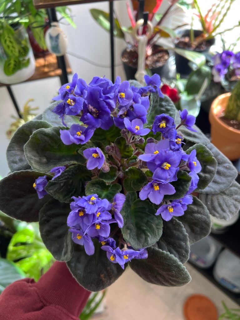 Help with this plant!
