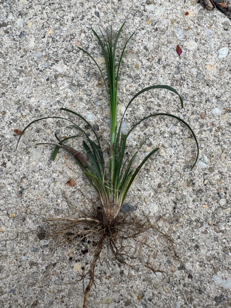 Bought a house that had a bunch of this in one of the garden beds. Not sure if I should let it go or rip it out.