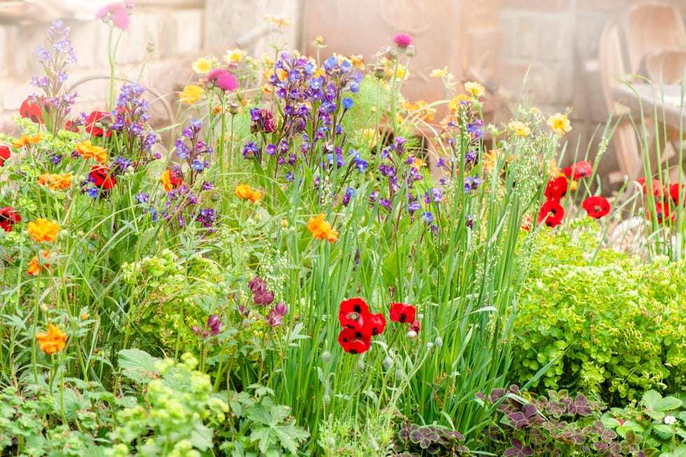 Beautiful vibrant English cottage garden flowers in the hazy summer sunshine including Ladybird red poppies and Astrantia flowers