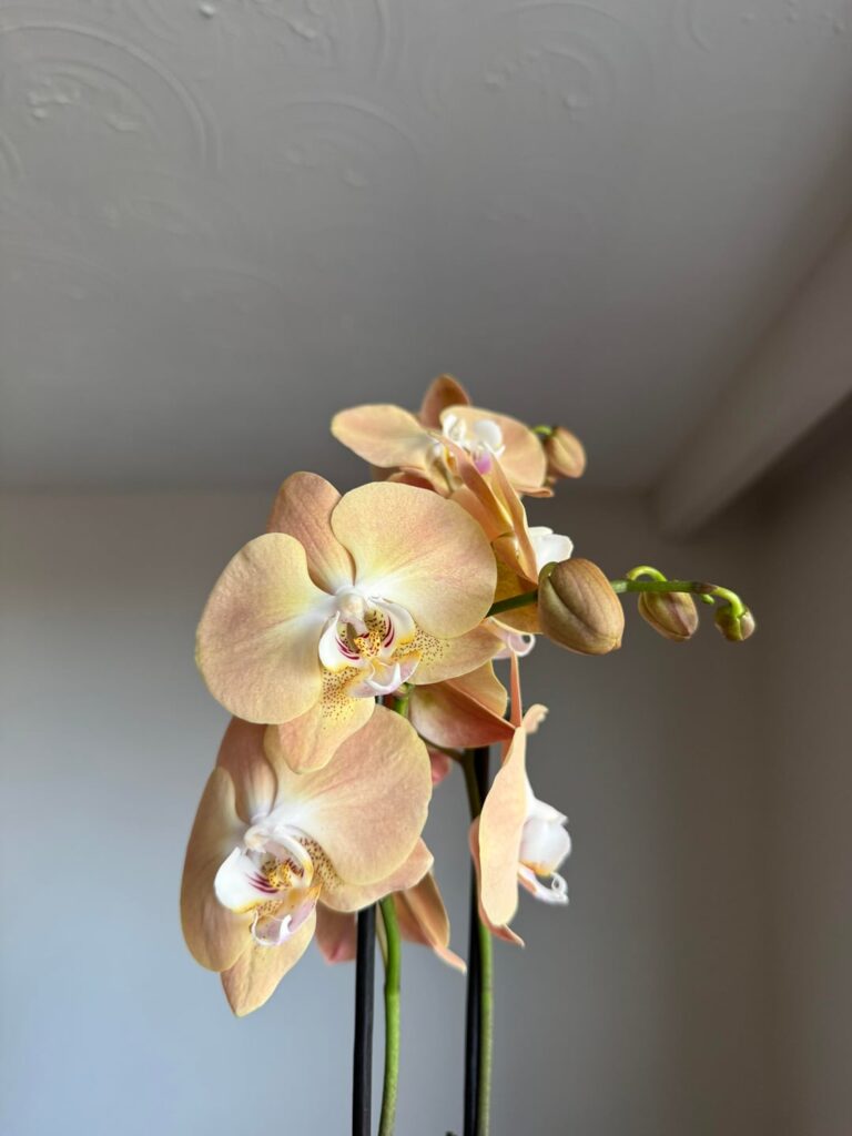 Got this new baby for my new apartment