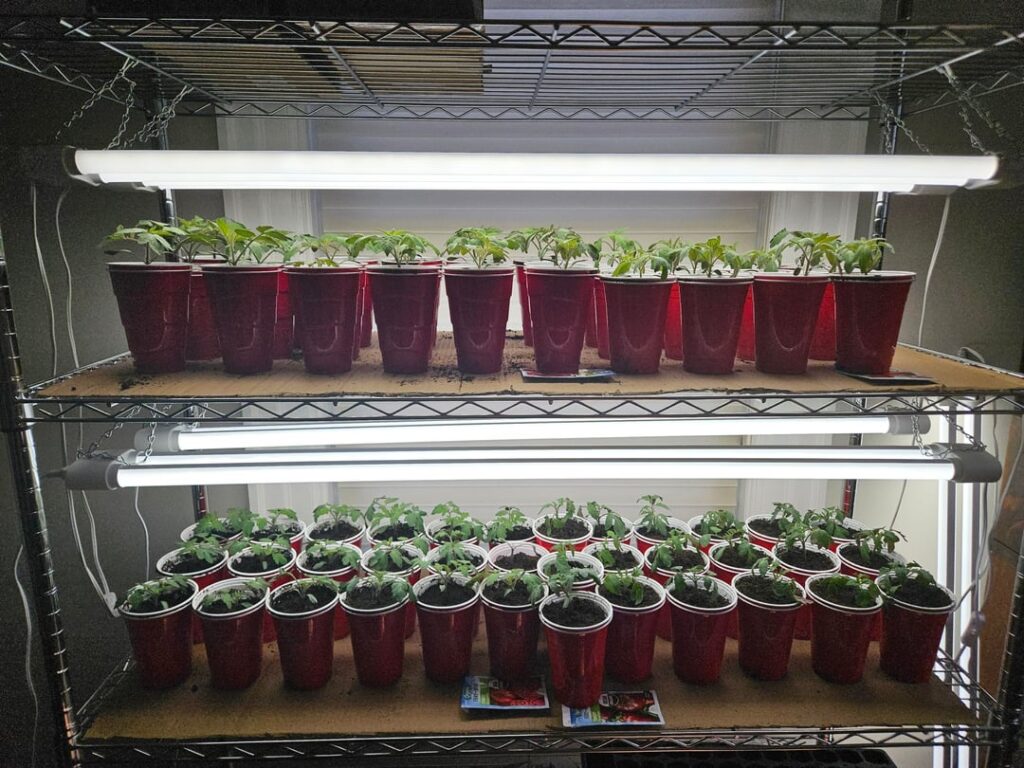 Finally up potted 66 tomato seedlings! 3 weeks old today.