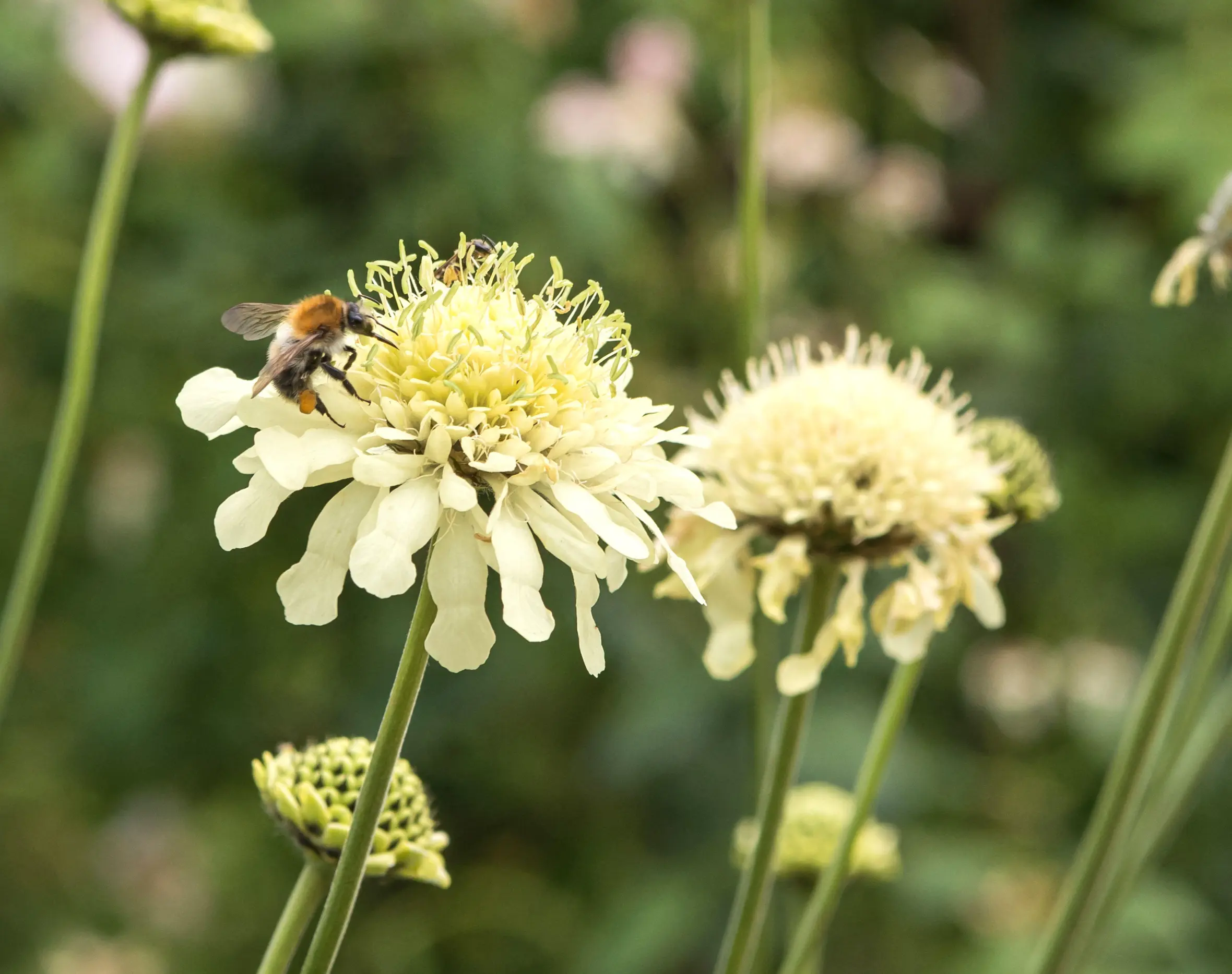 A bumblebee collecting pollen from a pale yellow Cephalaria gigantea flower.