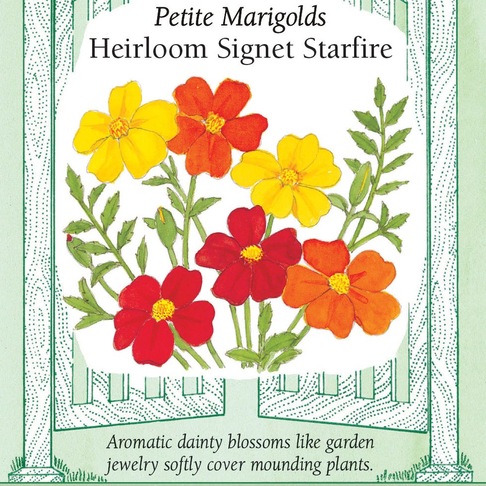<p>Starfire Signet Marigold Seeds</p>