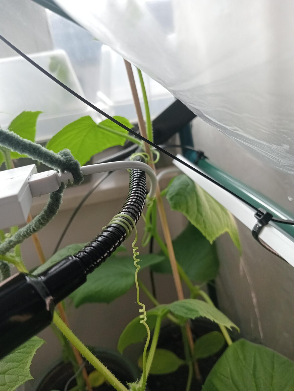 My cucumbers have attached themselves to the grow light