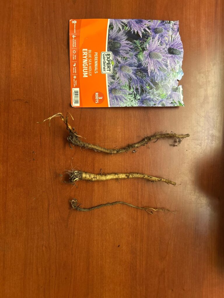 I need advice replanting