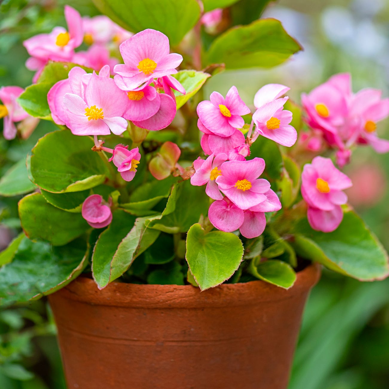 best patio plants