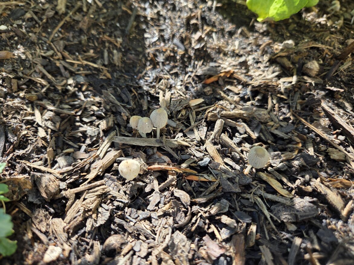 Mushrooms afoot!