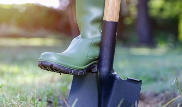 Female legs in green rubber boots and digging with a spade. Autumn work and cleaning in the garden on a sunny warm autumn day. Female legs in green rubber boots and digging with a spade. Autumn work and cleaning in the garden on a sunny warm autumn day.