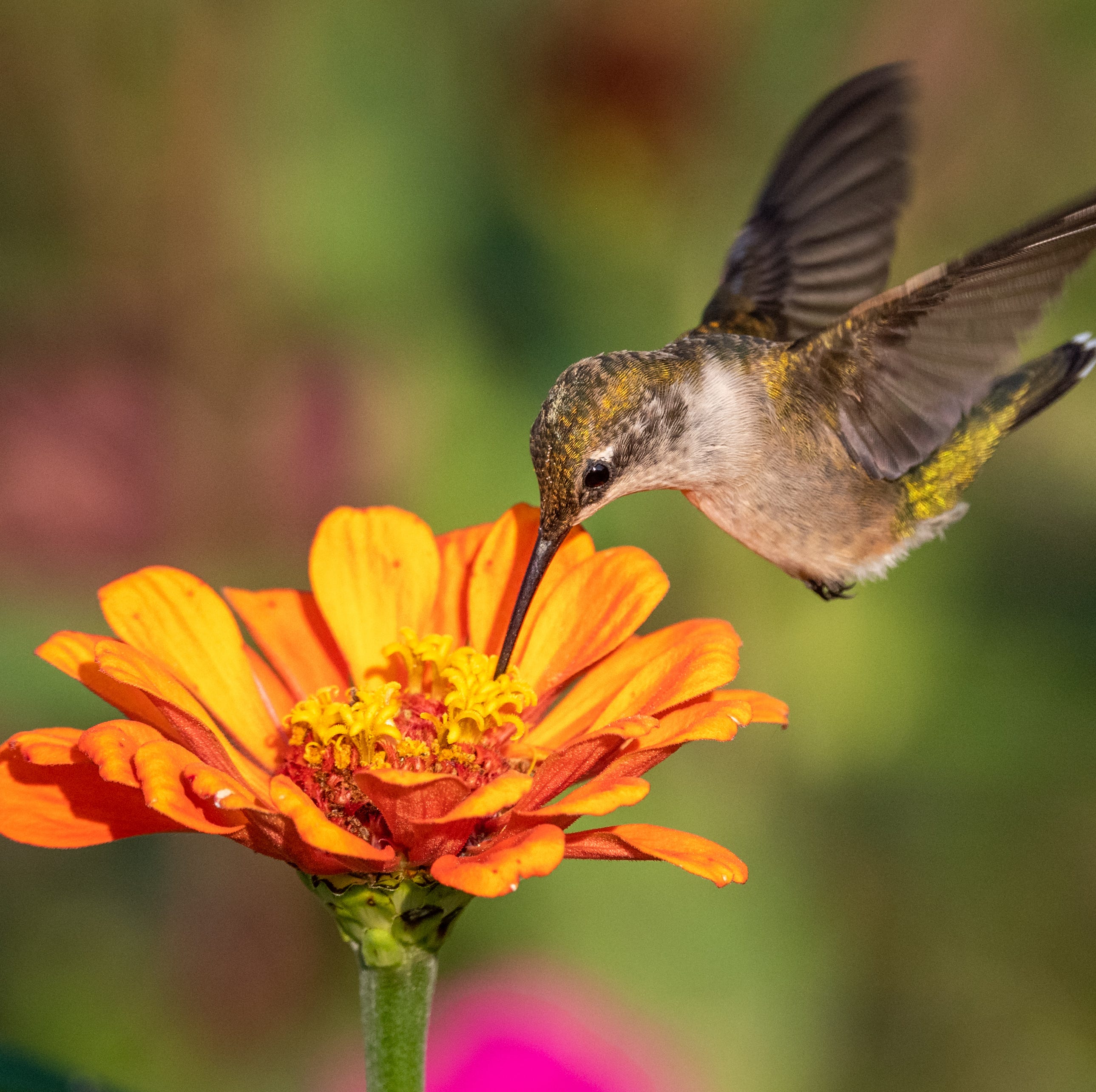 female ruby throated humming bird feeding on zinnia flower
