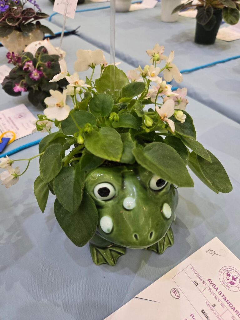 MN African Violet Society show