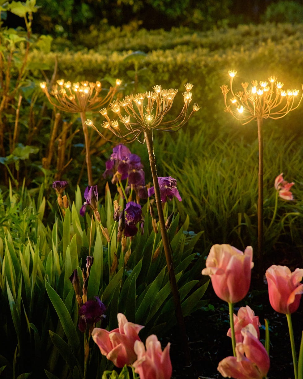 illuminated garden scene with flowers