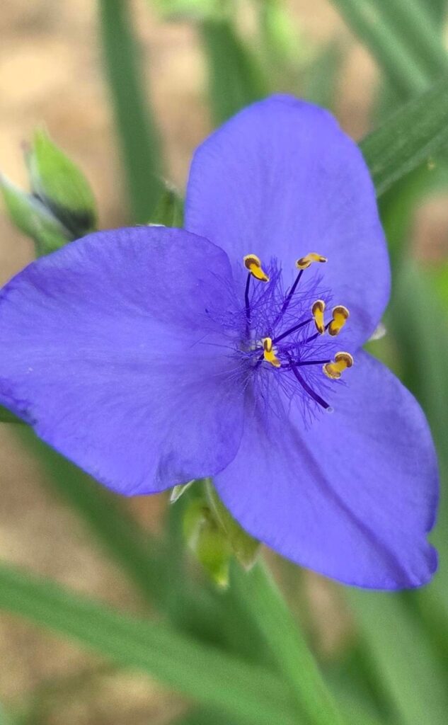 this Spiderwort came up a couple of years ago in the back yard