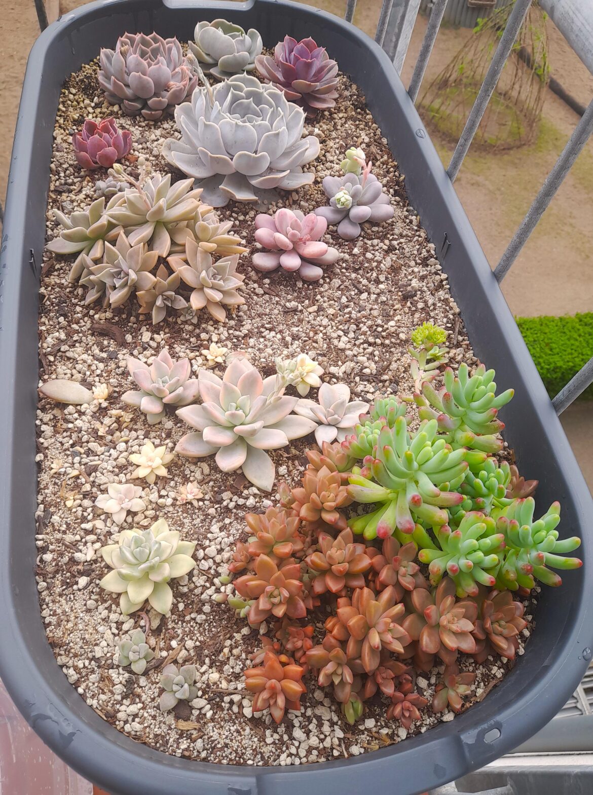 Overwintering Experiment