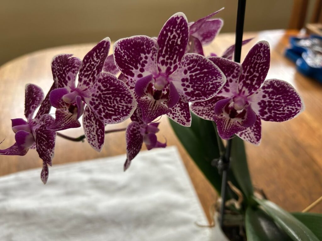 My grocery store Phal’s are reblooming!