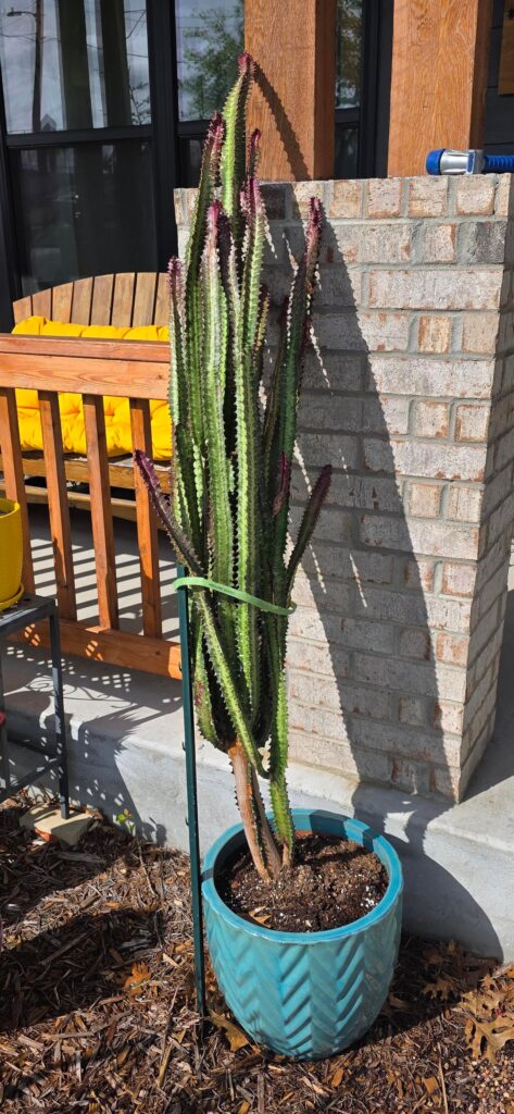 Pruning advice requested