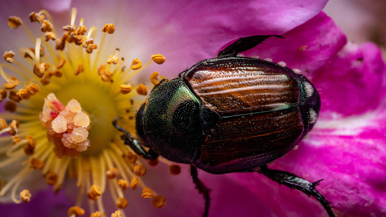 Japanese beetle eating a rose.