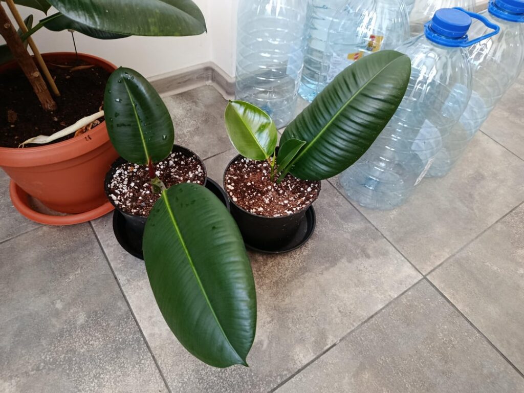 I plucked up the courage to cut the Ficus because it was already over 1 meter tall and I wanted to branch it out to be a beautiful tree… I plucked up the courage to cut the Ficus because it was already over 1 meter tall and I wanted to branch it out to be a beautiful tree...