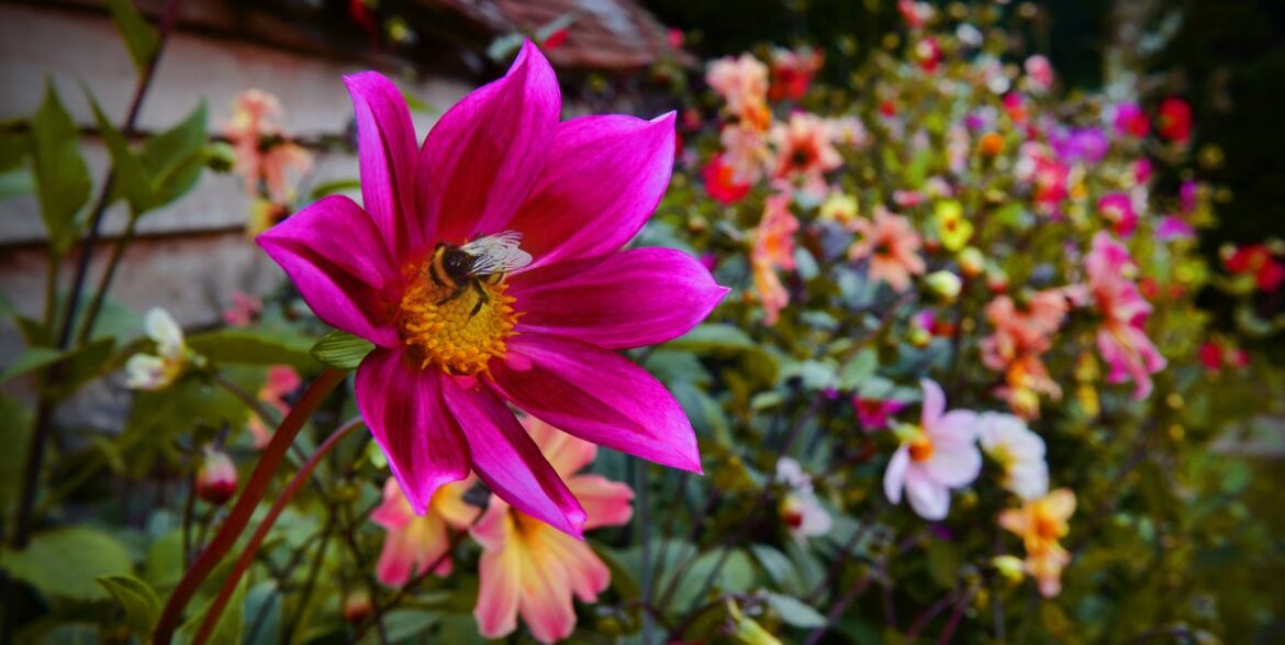 How to Attract More Bees to Your Garden, According to Gardening Experts