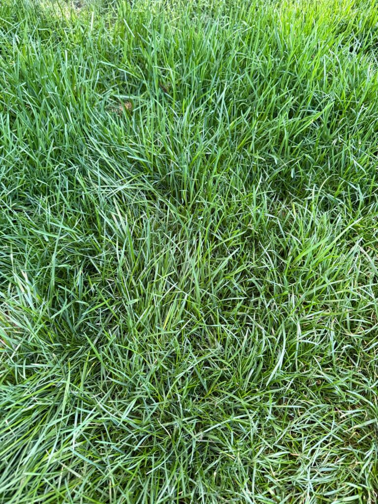 Looking to get grass seed, does anybody know what kind of grass this is? Northeast Ohio
