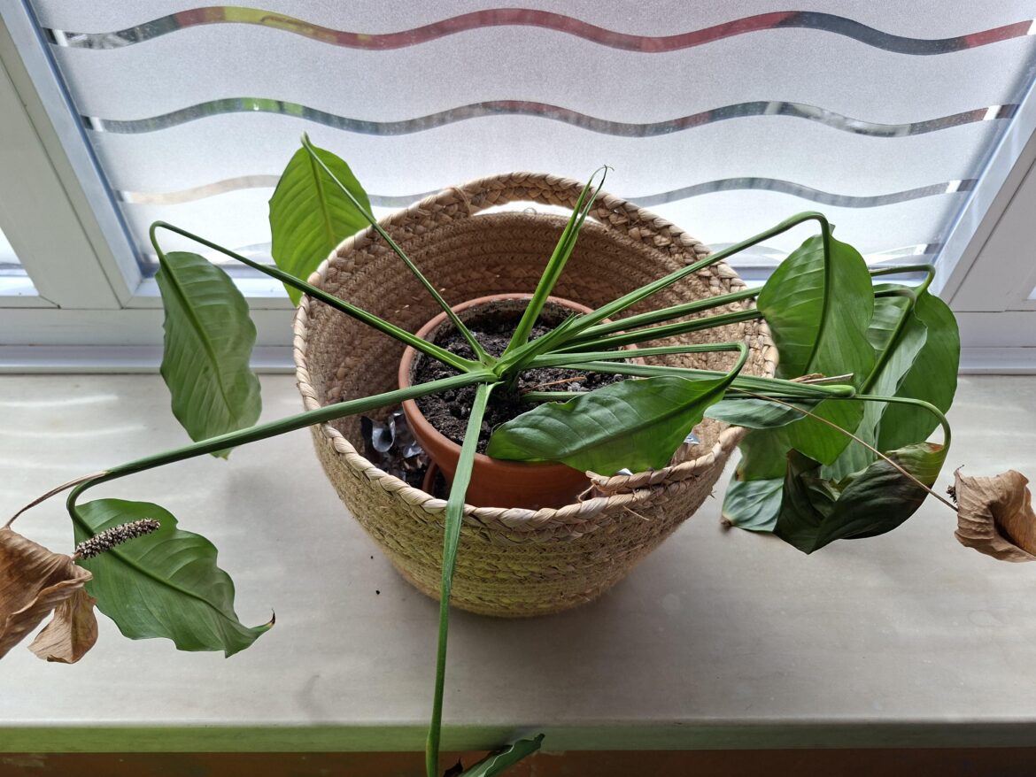 Need help for this peace lily