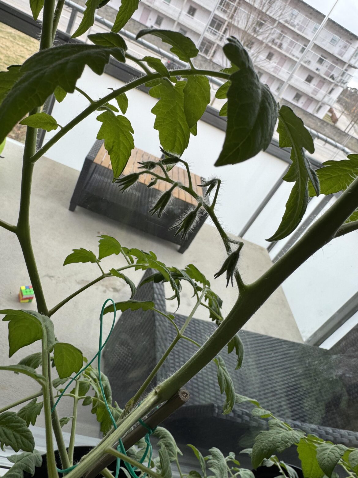 Keep unpollinated flowers?
