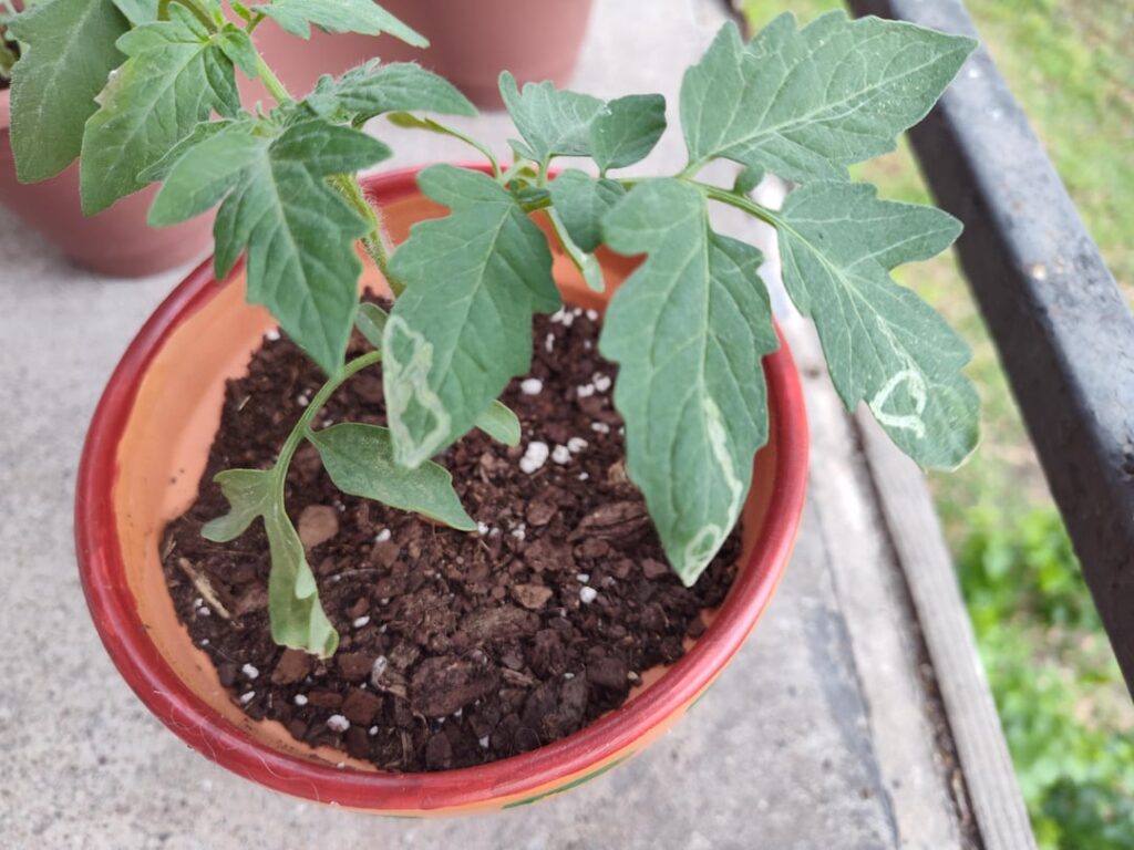 What's wrong with my tomato pants?