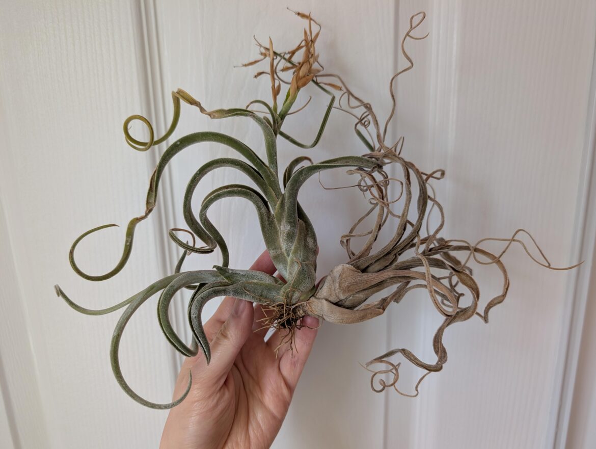 Caput medusae "trio"