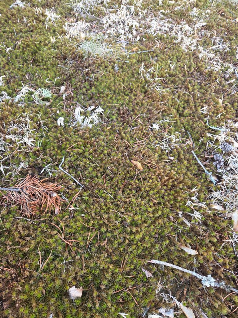 What is this weed in my yard? What is this weed in my yard?