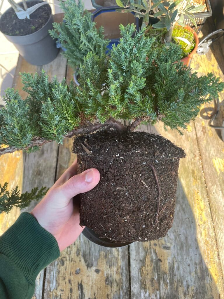 Would you repot or style this buxus harlandii and juniper