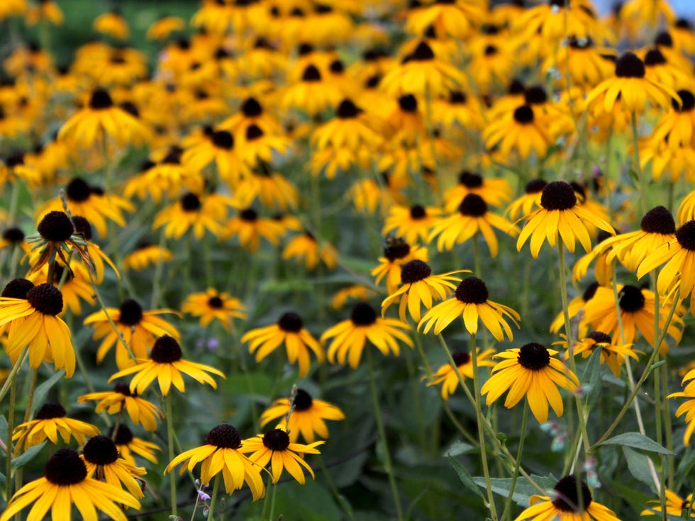 plants for fall color black eyed susan plants for fall color black eyed susan