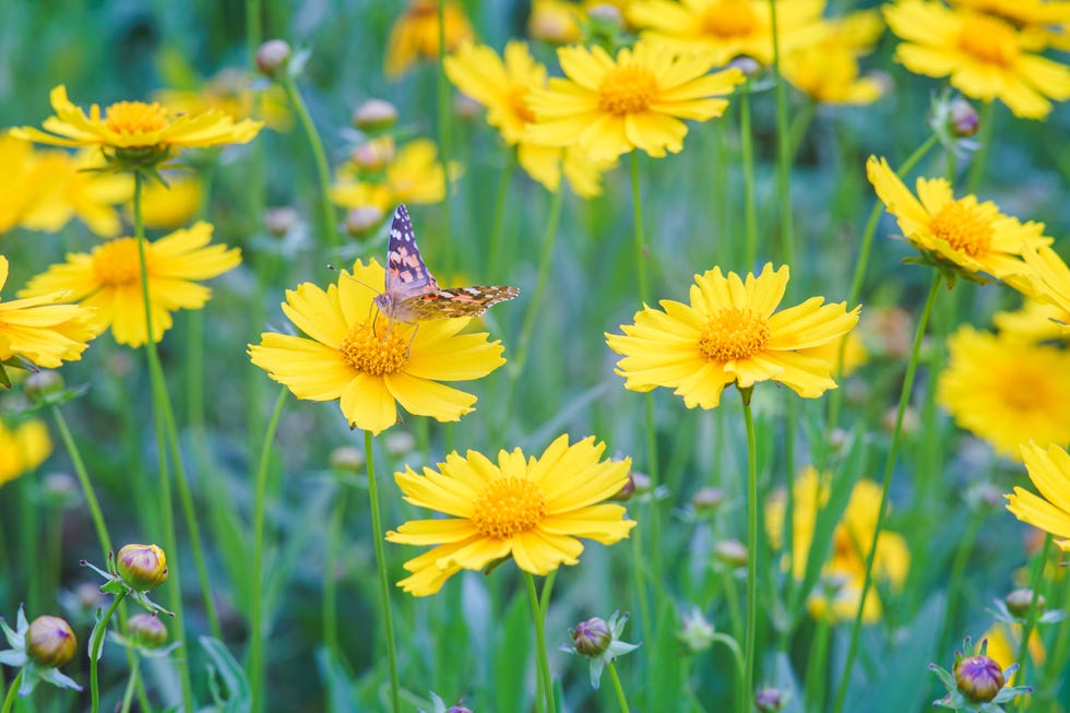 field of yellow flower lance leaved, coreopsis lanceolata, lanceleaf tickseed, maiden's eye close up