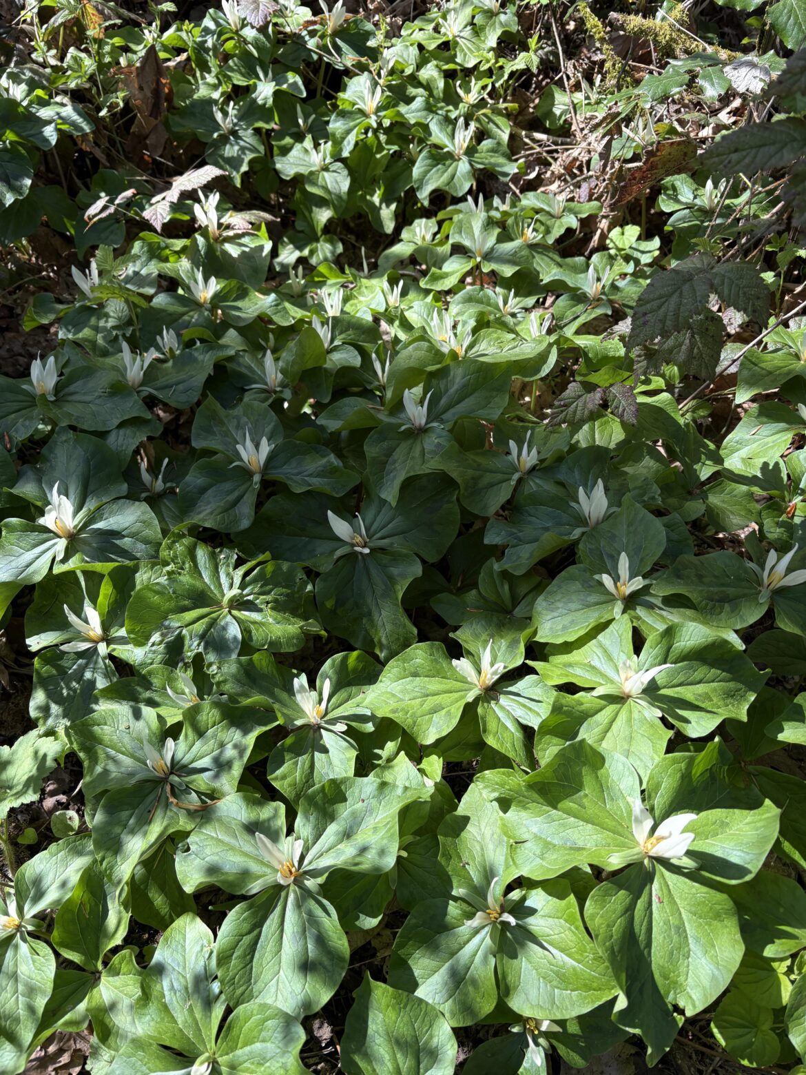Found a trillium patch on a hike today.