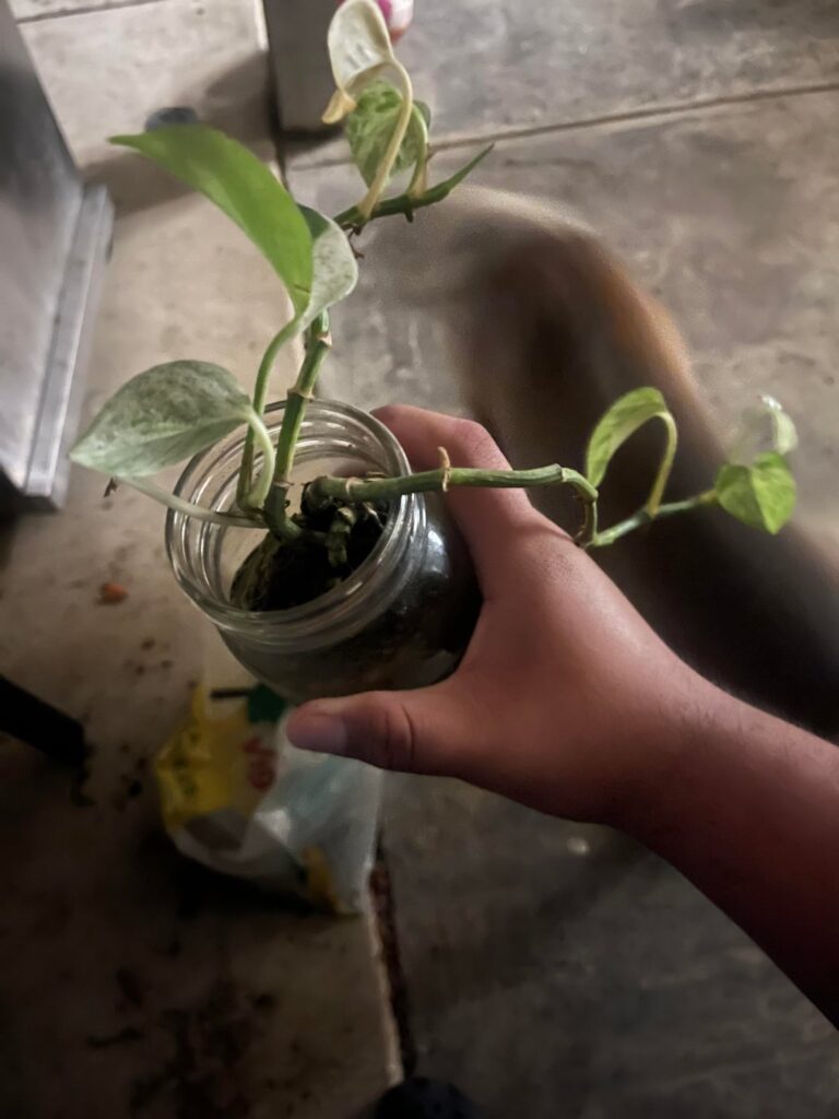 I just received this pothos from my mom and it wasnt taken care of, what should be the first step in saving it?