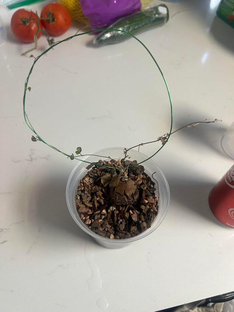 Dioscorea frustration Dioscorea frustration