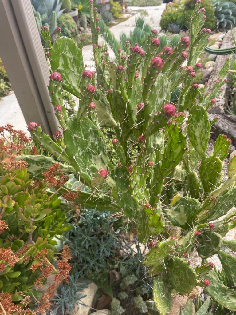 A lot of opuntia flowers on the way