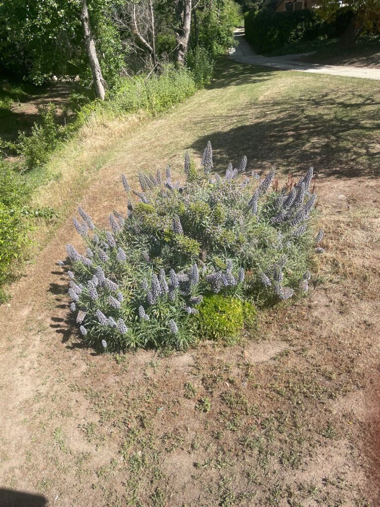 What plant is this?