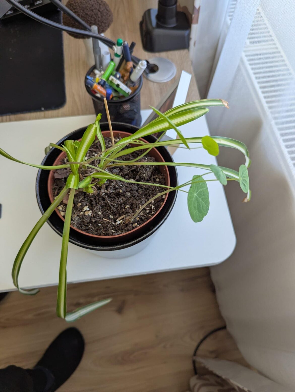 Random plant grew next to spider plant Random plant grew next to spider plant