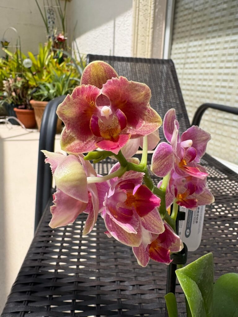 So Many Half off Minis at Lowe’s, and I Still Got Sucked into Buying One for Full Price So Many Half off Minis at Lowe’s, and I Still Got Sucked into Buying One for Full Price