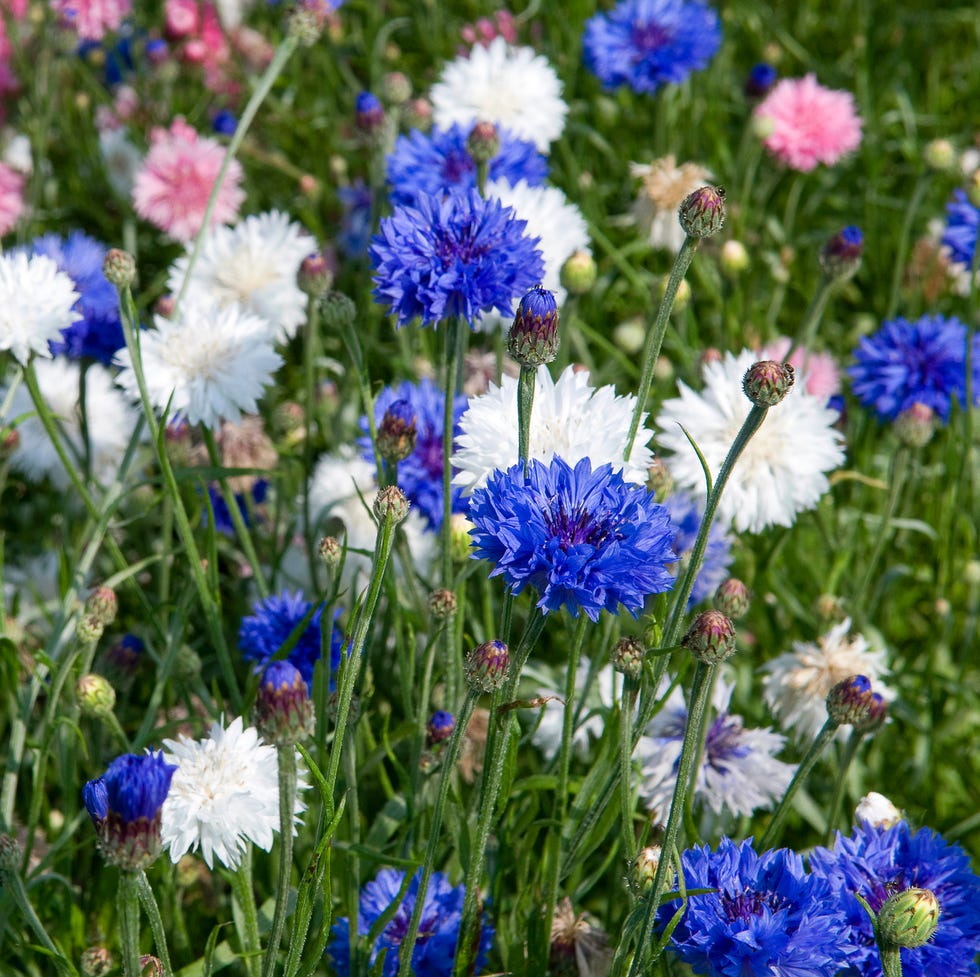 Mixed cornflowers (Centaurea cyanus) mixed cornflowers (centaurea cyanus)