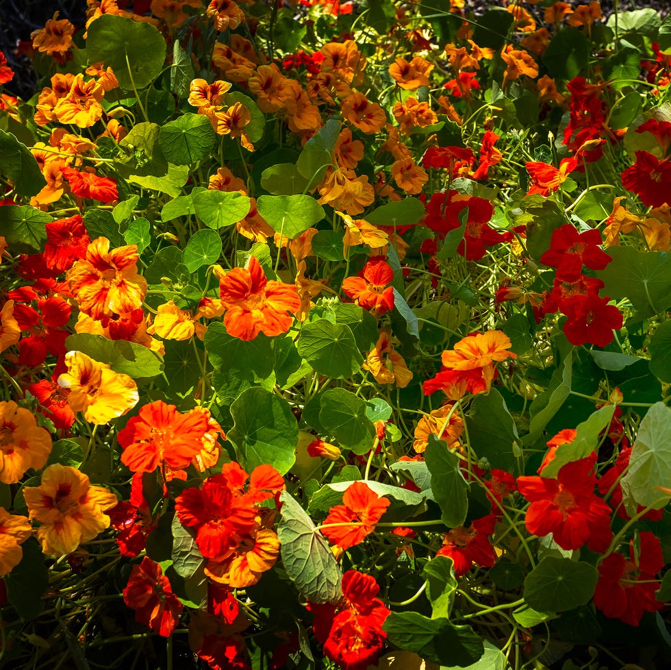 Nasturtium dahlias flowers different colours garden