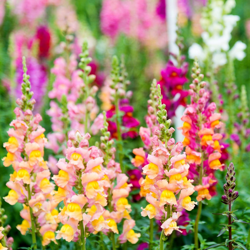 Snapdragon flowers in a garden colorful snapdragon flowers in a garden