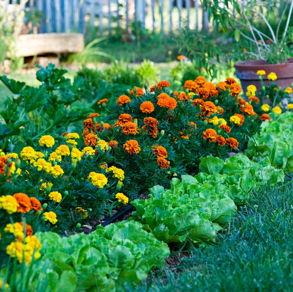 Salads and marigolds in a garden salads and marigolds in a garden