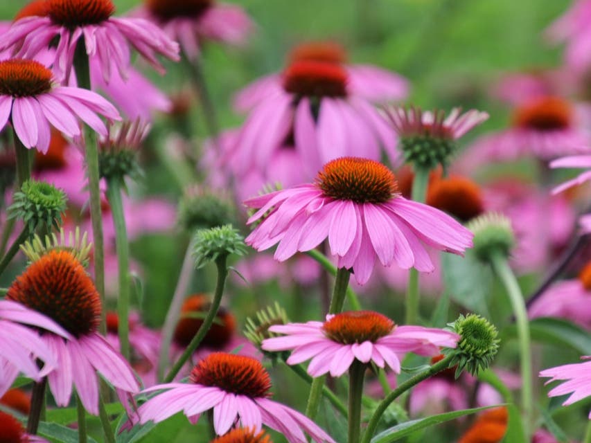 “Go Native” Plant Sale To Be Held At Middletown Grange "Go Native" Plant Sale To Be Held At Middletown Grange