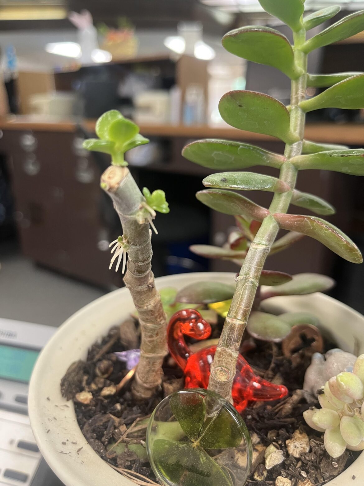 I pruned my jade plant about 3 weeks ago why are there roots growing up top