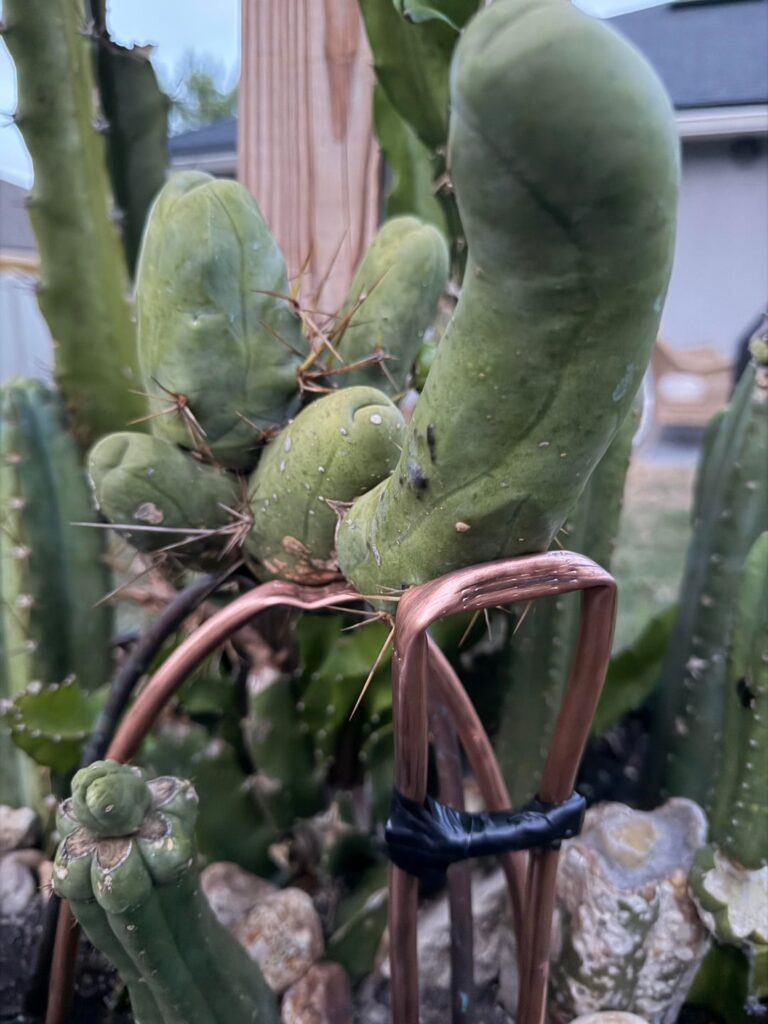 Serious about Penis Cactus Serious about Penis Cactus