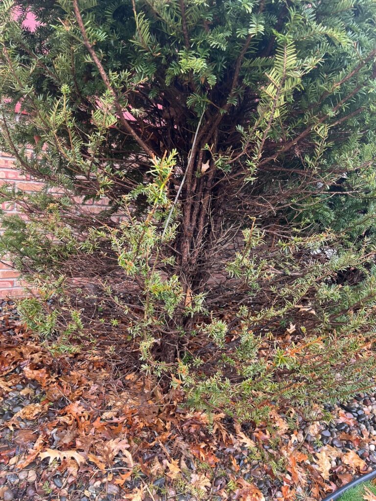 Shrub is dying - can I save it?