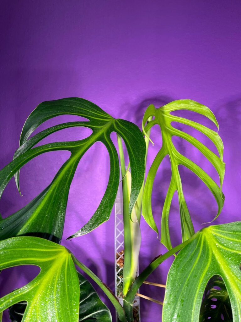 New BMF leaf!!