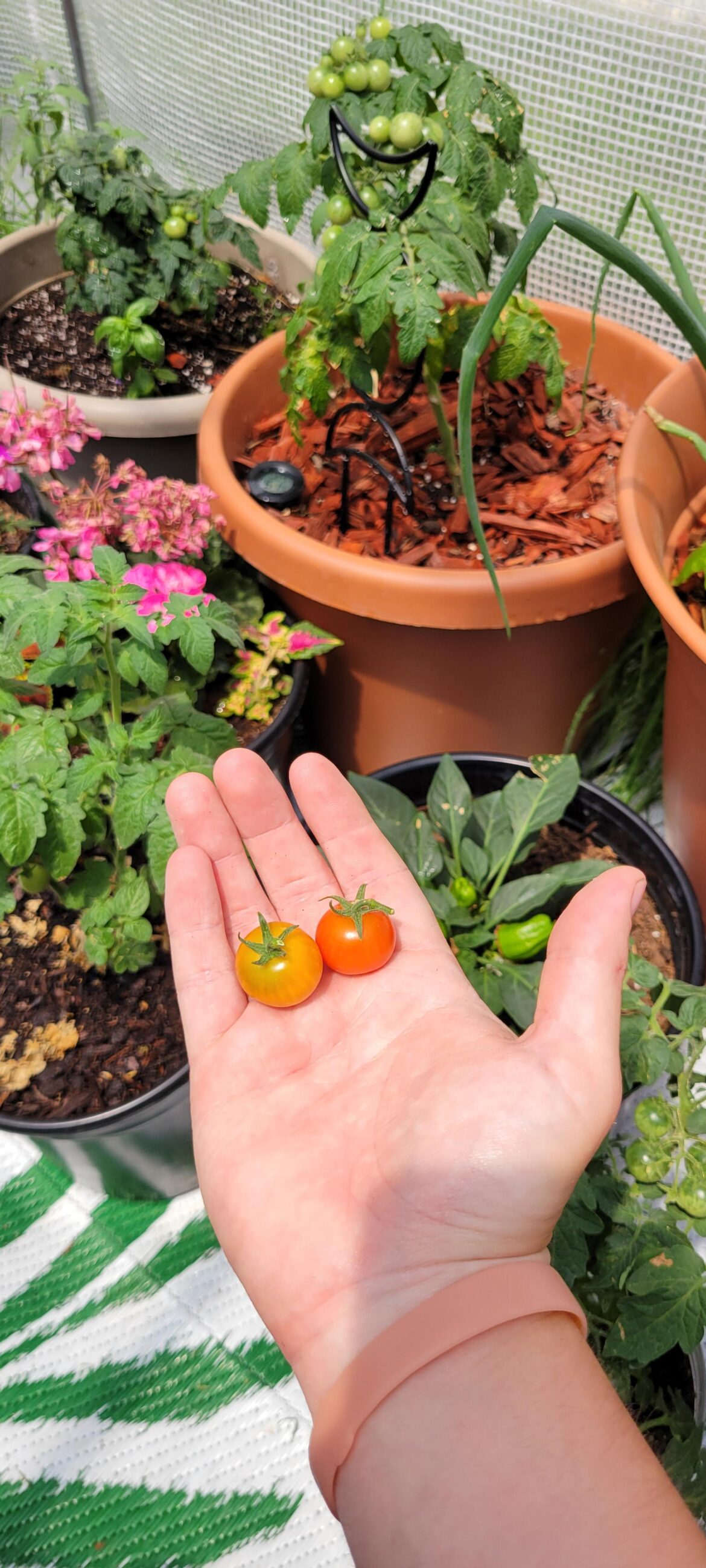 First 2 cherry tomatoes ever 🥰