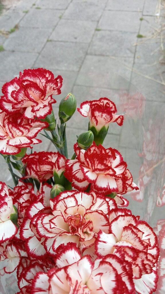 Carnation <3