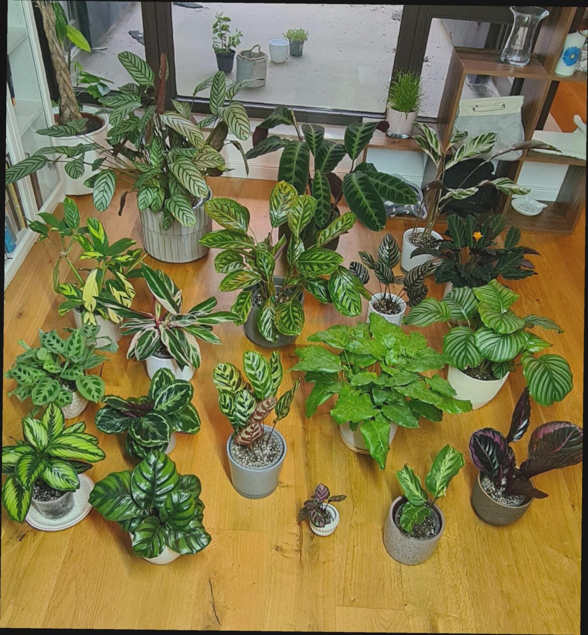 My current Marantaceae collection